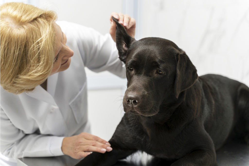 Уход за ушами собаки: Как сохранить уши собаки здоровыми